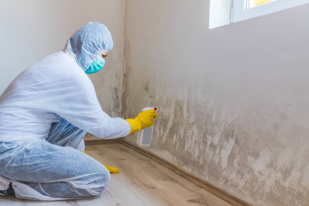 Licensed Basement Mold Remediation service in Elmo, TX - 24 Hour Mold Removal