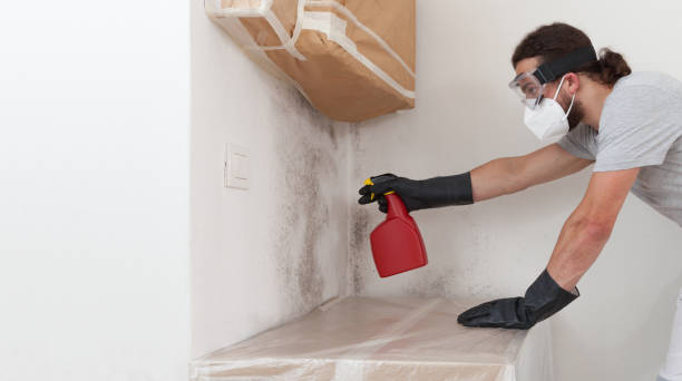 Professional Basement Mold Remediation technician working in Elmo, TX