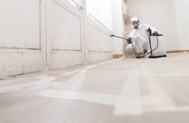 24/7 Emergency Basement Mold Remediation experts in Elmo, TX