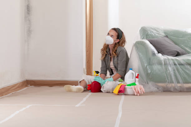 Reliable Basement Mold Remediation contractor in Elmo, TX by 24 Hour Mold Removal