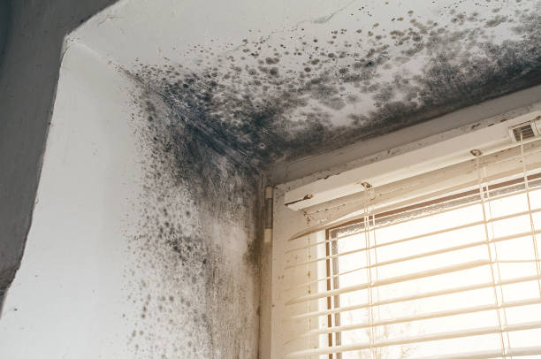 Affordable Basement Mold Remediation solutions in Elmo, TX