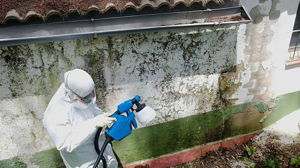 Top rated local Basement Mold Remediation specialists in Elmo, TX